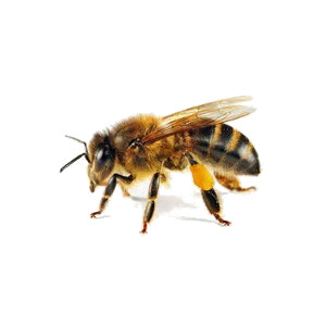 Abeja doméstica