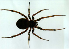 Araña