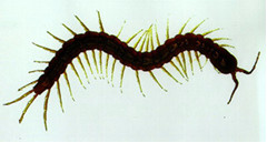 Ciempiés