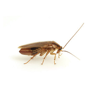 Cucaracha alemana