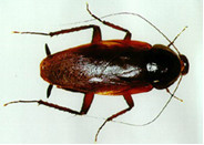 Cucaracha