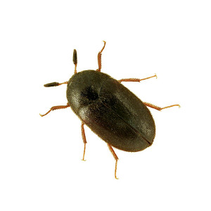 Escarabajo de la alfombra