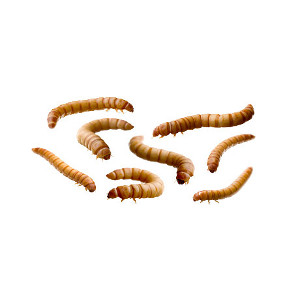 Gusano amarillo de la harina