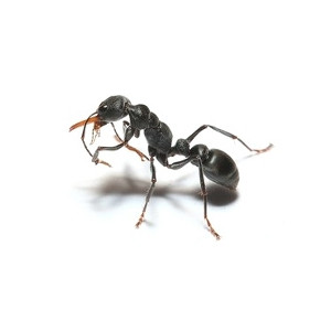 Hormiga negra