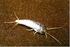 Pececillo de plata