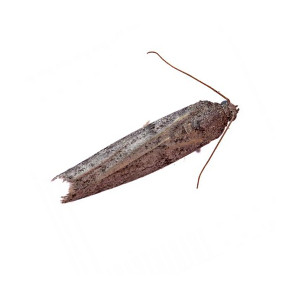 Polilla gris de la harina